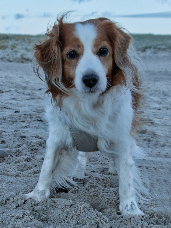 Urlaub mit Hund in Dänemark