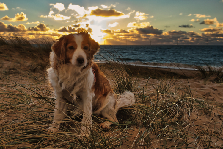 Urlaub mit Hund in Dänemark