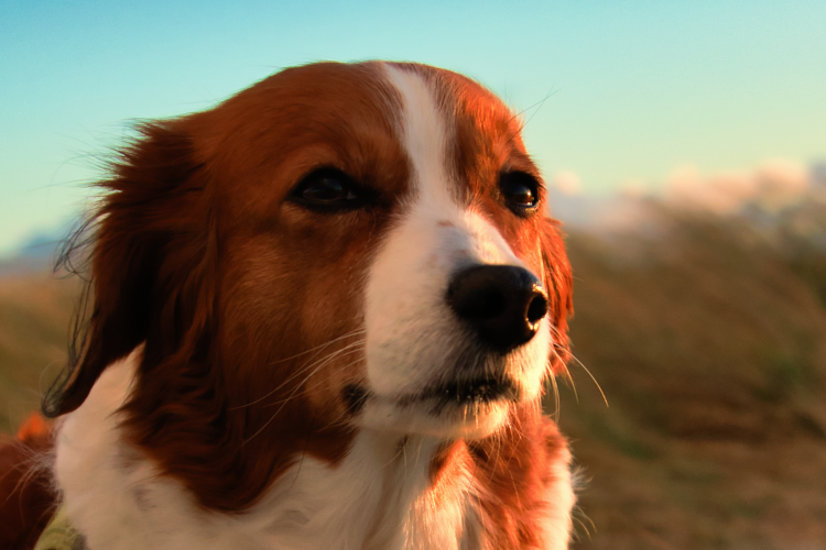 Urlaub mit Hund in Dänemark