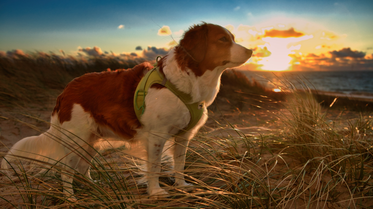 Urlaub mit Hund in Dänemark
