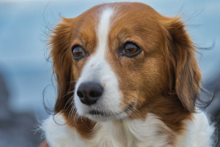 Urlaub mit Hund in Dänemark