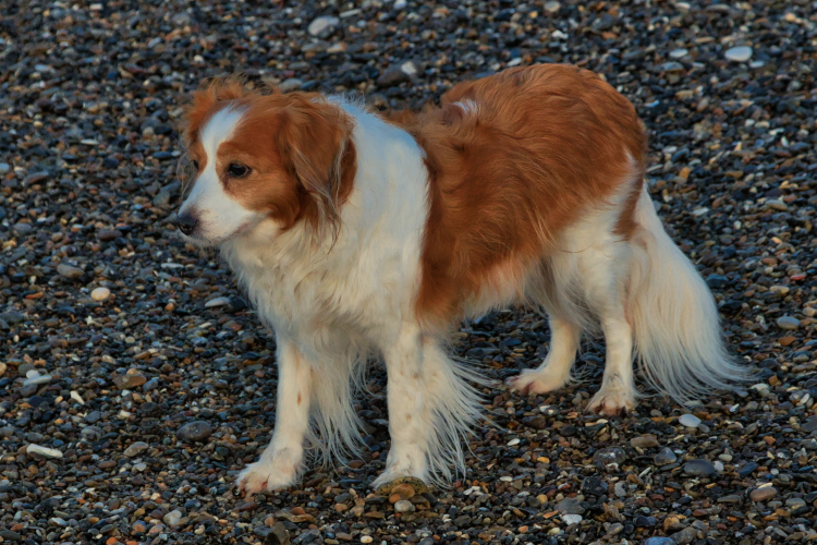 Urlaub mit Hund in Dänemark