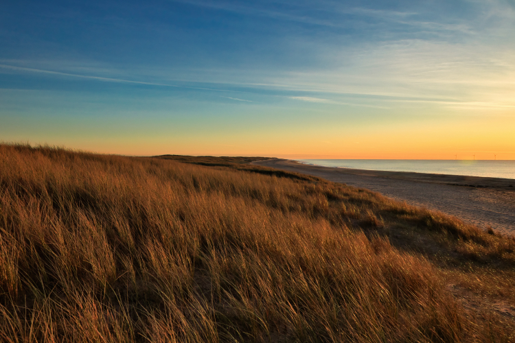 Urlaub mit Hund in Dänemark