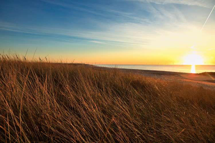 Urlaub mit Hund in Dänemark
