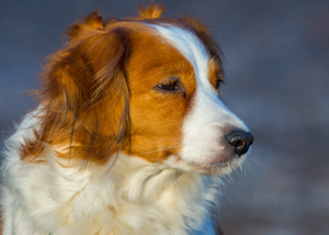 Kooikerhondje Goodje aus Langenhorn