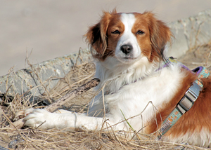 Informationen über Kooikerhondje und Barfen