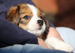 Kooikerhondje Welpen Godje und Luna