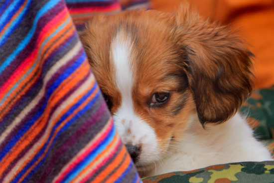 Kooikerhondje aus Langenhorn - Wolfgang Suellau