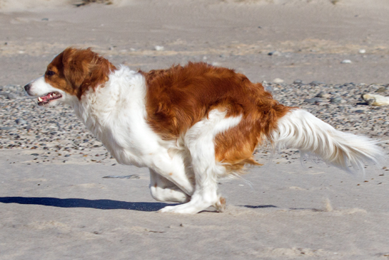 Kooikerhondje aus Langenhorn - Wolfgang Suellau