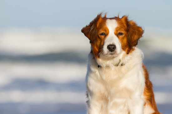 Kooikerhondje aus Langenhorn - Wolfgang Suellau