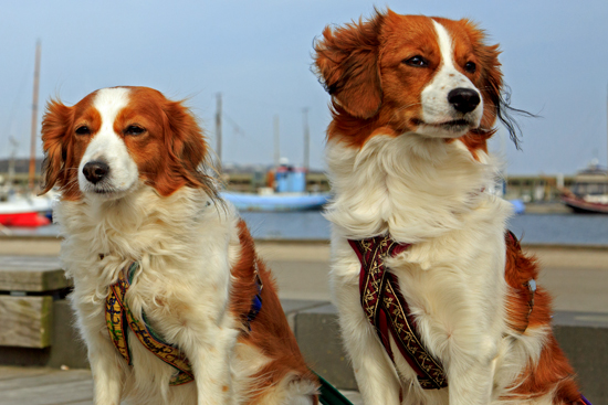 Kooikerhondje aus Langenhorn - Wolfgang Suellau