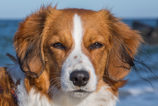 Kooikerhondje aus Langenhorn - Wolfgang Suellau