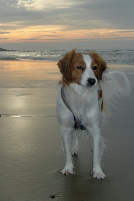 Kooikerhondje Live Ansehen