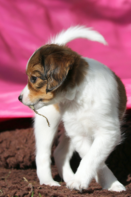 Kooikerhondje Live Ansehen