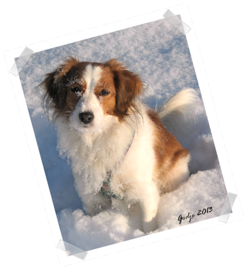 Kooikerhondje Godje 2009