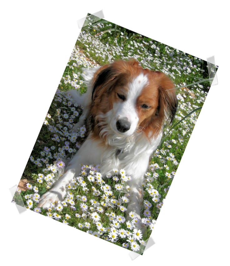 Kooikerhondje Kira