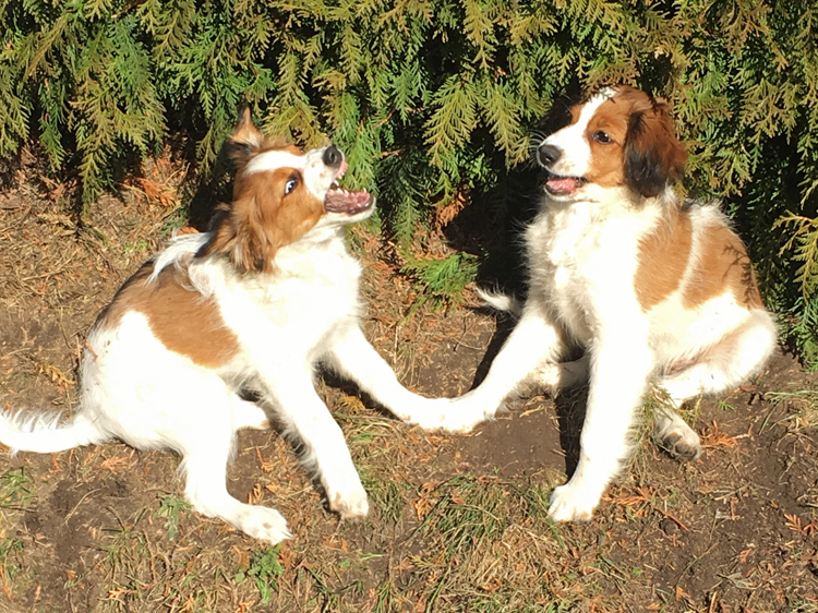 Cimba und Cassie aus Langenhorn