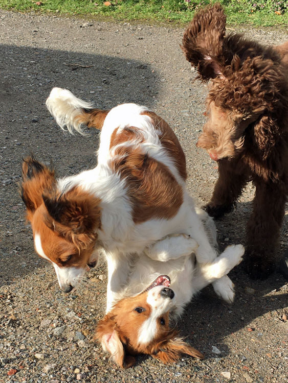 Cimba und Cassie aus Langenhorn