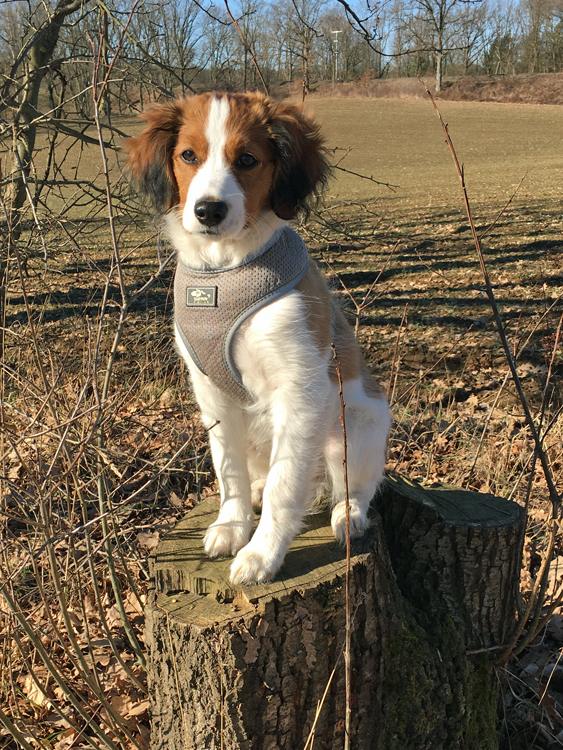 Cimba aus Langenhorn