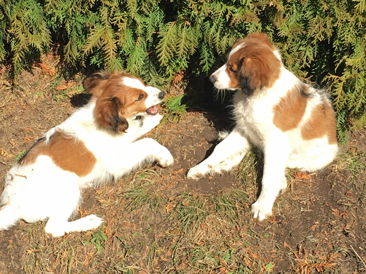 Cimba und Cassie aus Langenhorn