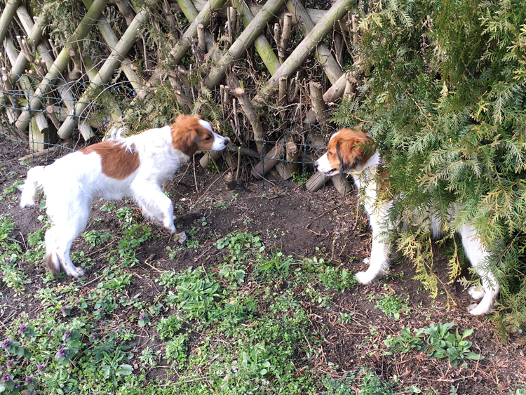 Cimba und Cassie aus Langenhorn