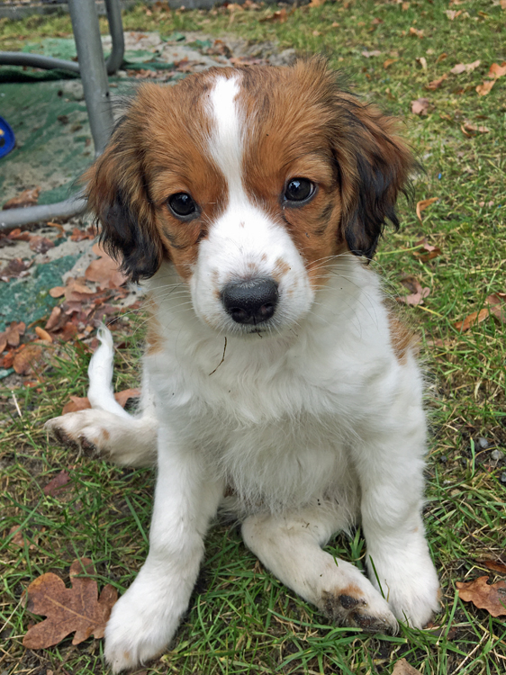 Cookie aus Langenhorn