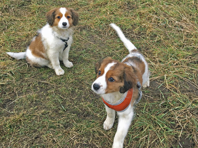 Cookie aus Langenhorn