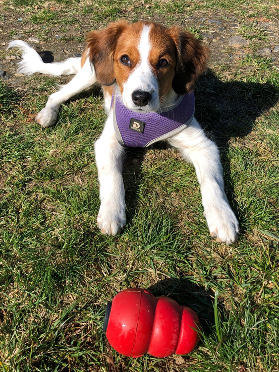 cookie aus langenhorn